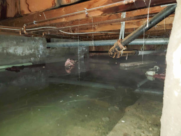 Best Flood damage cleanup  in East Alton, IL